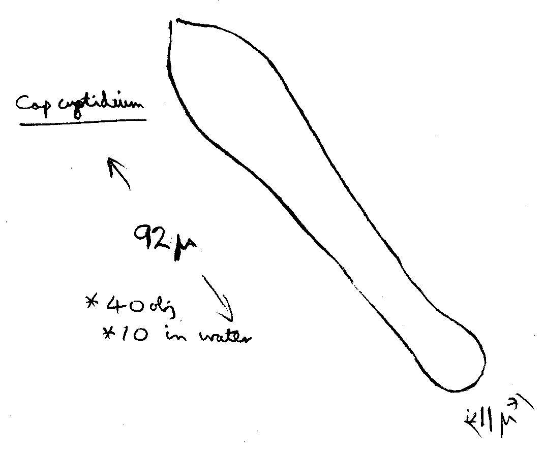 Image of Coprinellus marculentus (Britzelm.) Redhead, Vilgalys & Moncalvo 2001