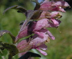 Image of red bartsia