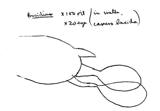 Image of Melanoleuca polioleuca (Fr.) Kühner & Maire 1934