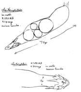 Image of Melanoleuca polioleuca (Fr.) Kühner & Maire 1934