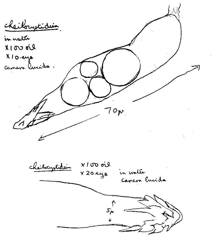 Image of Melanoleuca polioleuca (Fr.) Kühner & Maire 1934