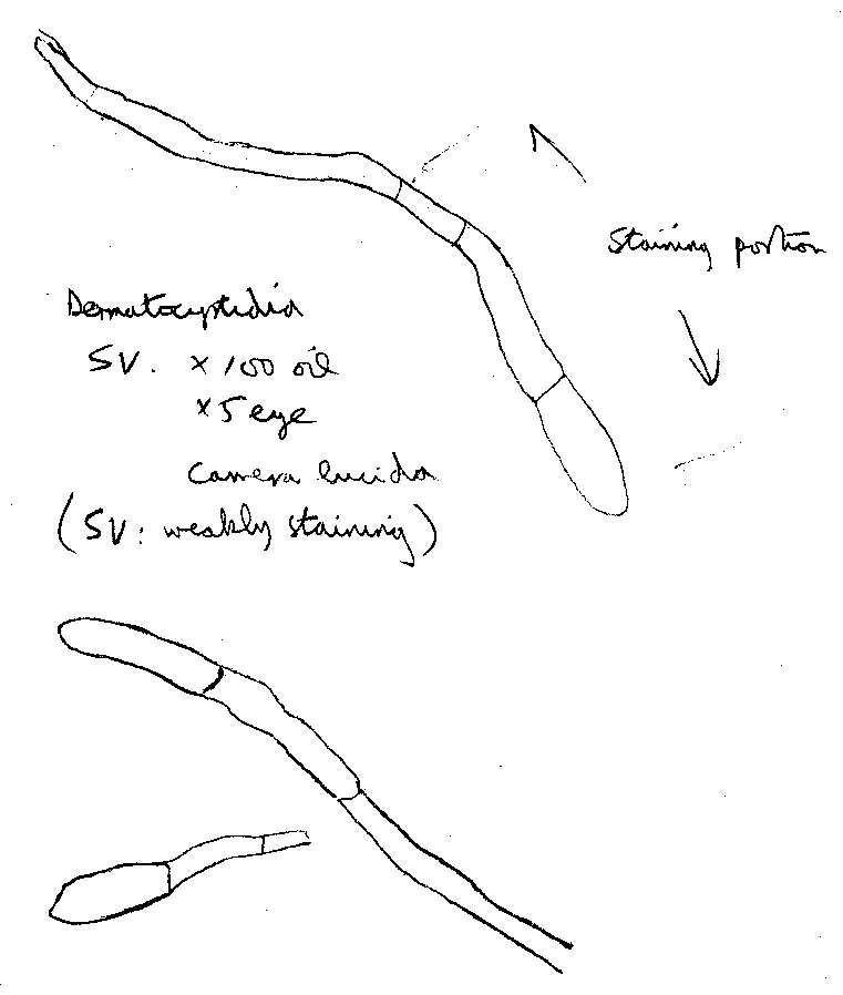 Image de Russule à pied rose