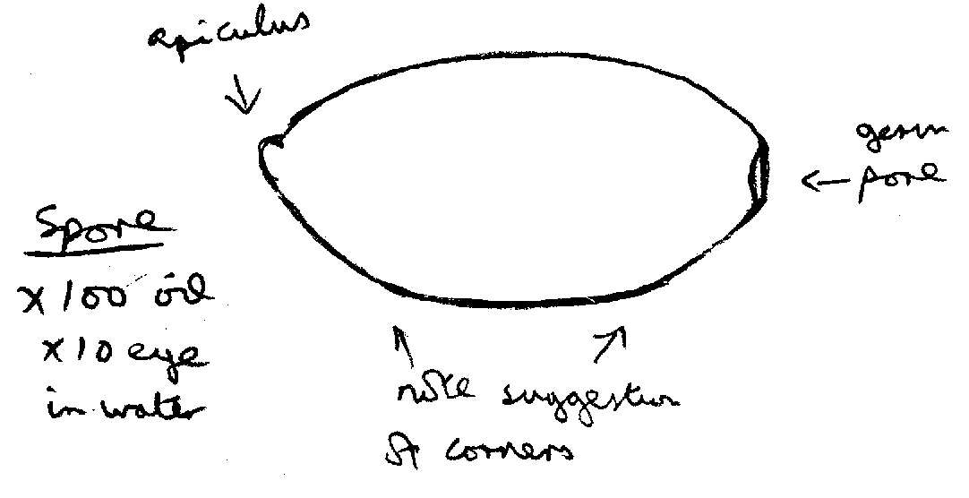 Conocybe pubescens (Gillet) Kühner 1935的圖片