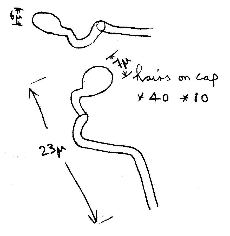 Image of Hemimycena tortuosa (P. D. Orton) Redhead 1980