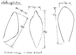 Image of Mycena leptocephala (Pers.) Gillet 1876