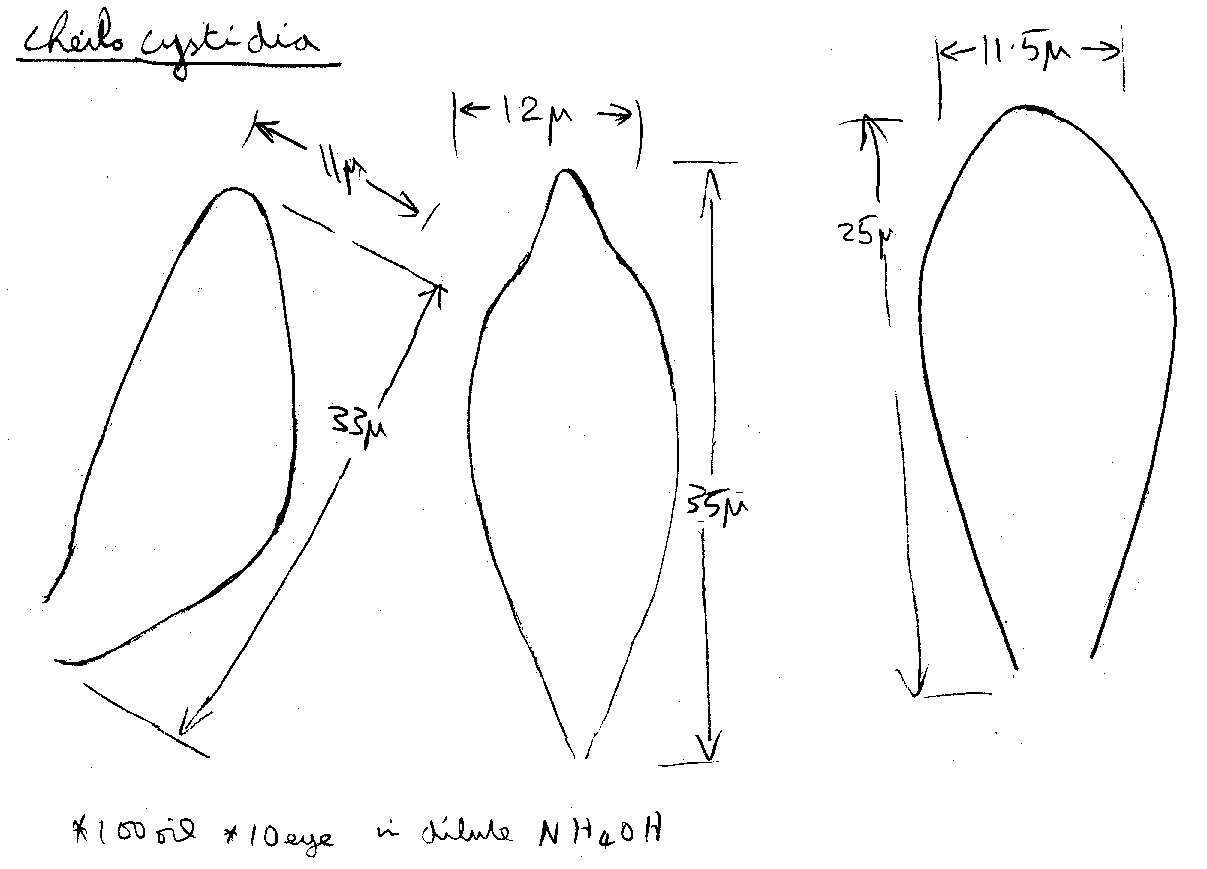 Image of Mycena leptocephala (Pers.) Gillet 1876