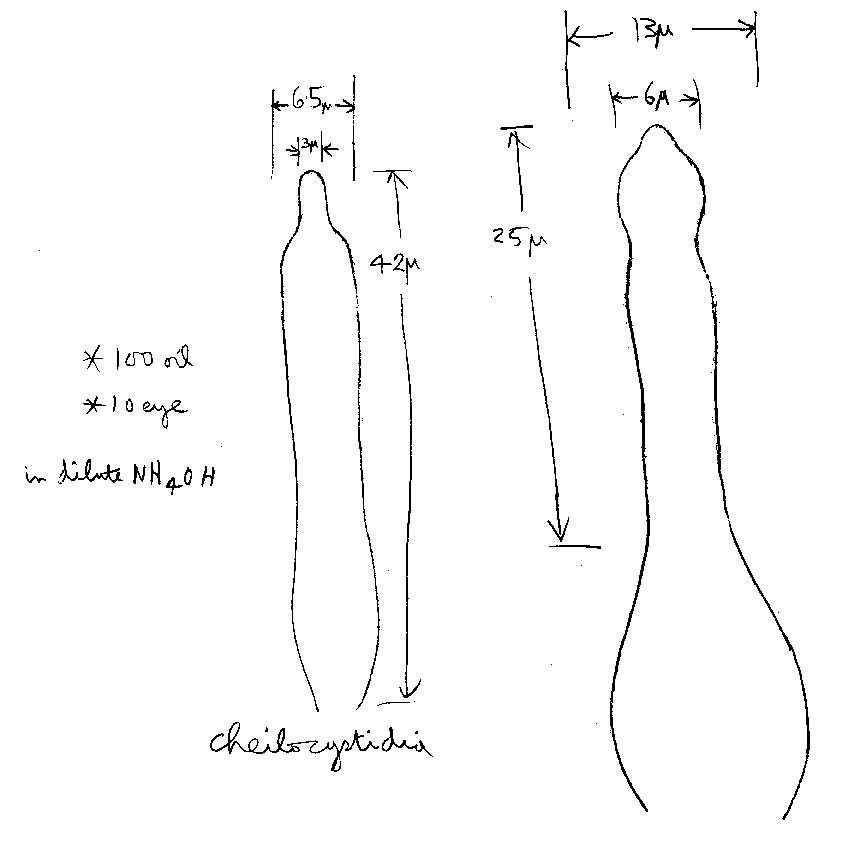 Image of Mycena leptocephala (Pers.) Gillet 1876