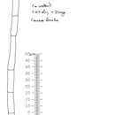 Image of Cylindrotrichum oligospermum (Corda) Bonord. 1851