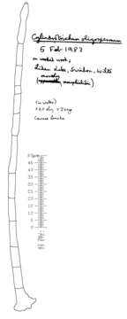 Cylindrotrichum oligospermum (Corda) Bonord. 1851的圖片