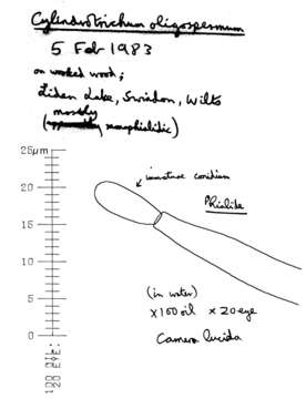 Plancia ëd Cylindrotrichum oligospermum (Corda) Bonord. 1851