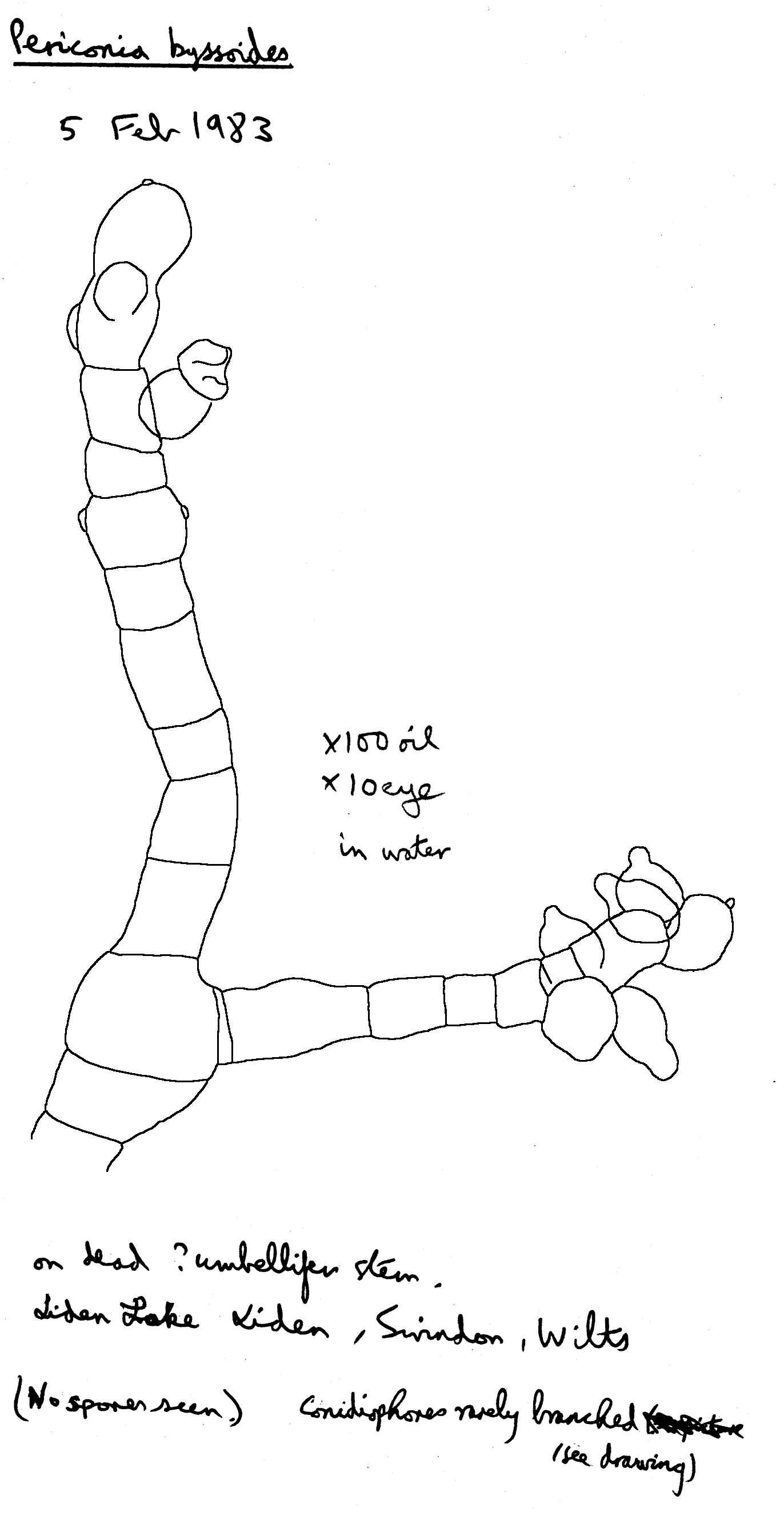 Image of Periconia byssoides Pers. 1801