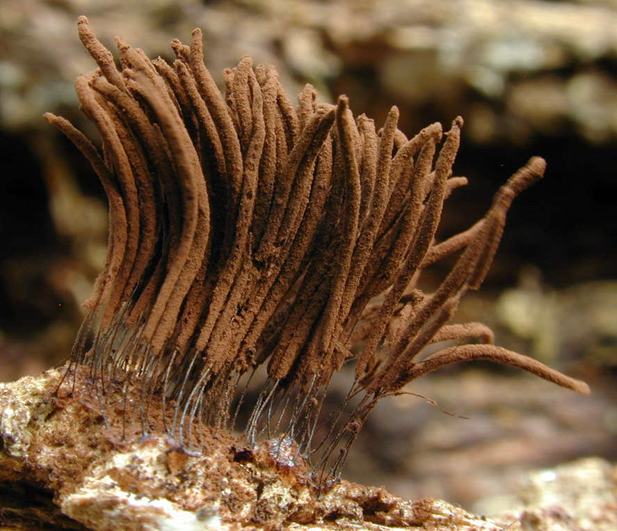 Image of Stemonitis flavogenita