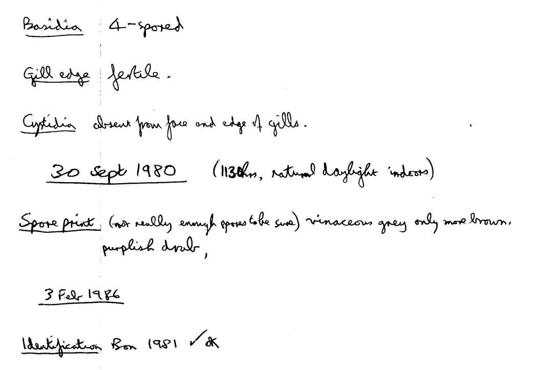 Image of Melanophyllum haematospermum (Bull.) Kreisel 1984