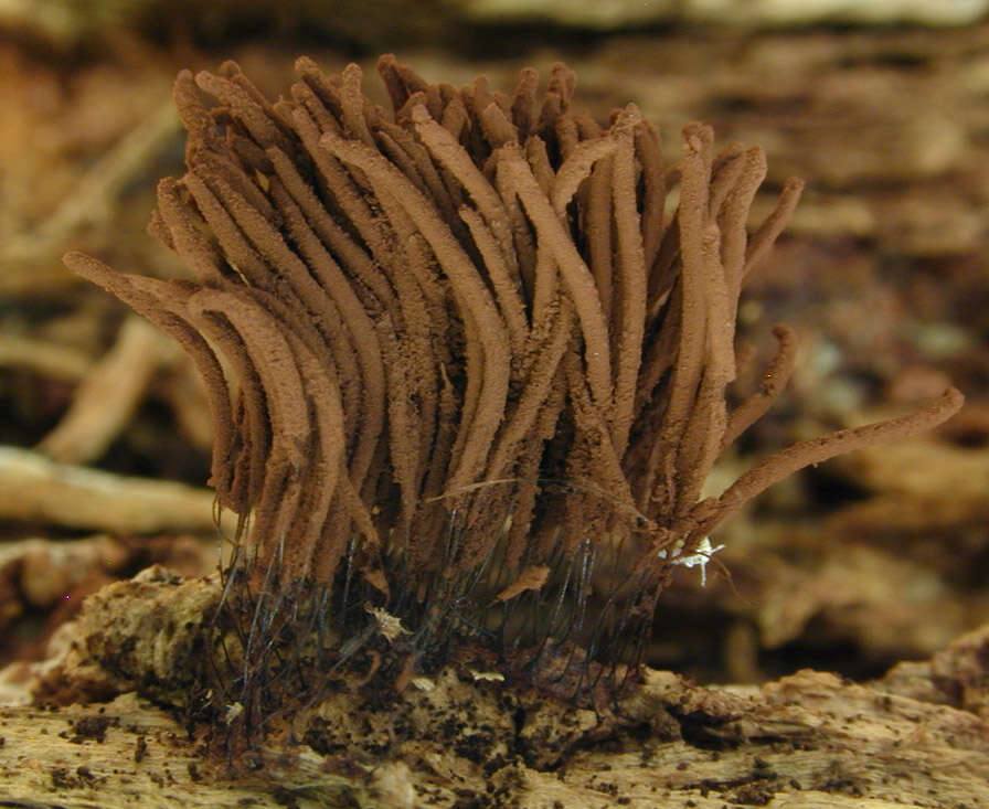 Image of Stemonitis flavogenita