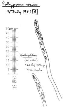 Image of Cerioporus leptocephalus (Jacq.) Zmitr. 2016