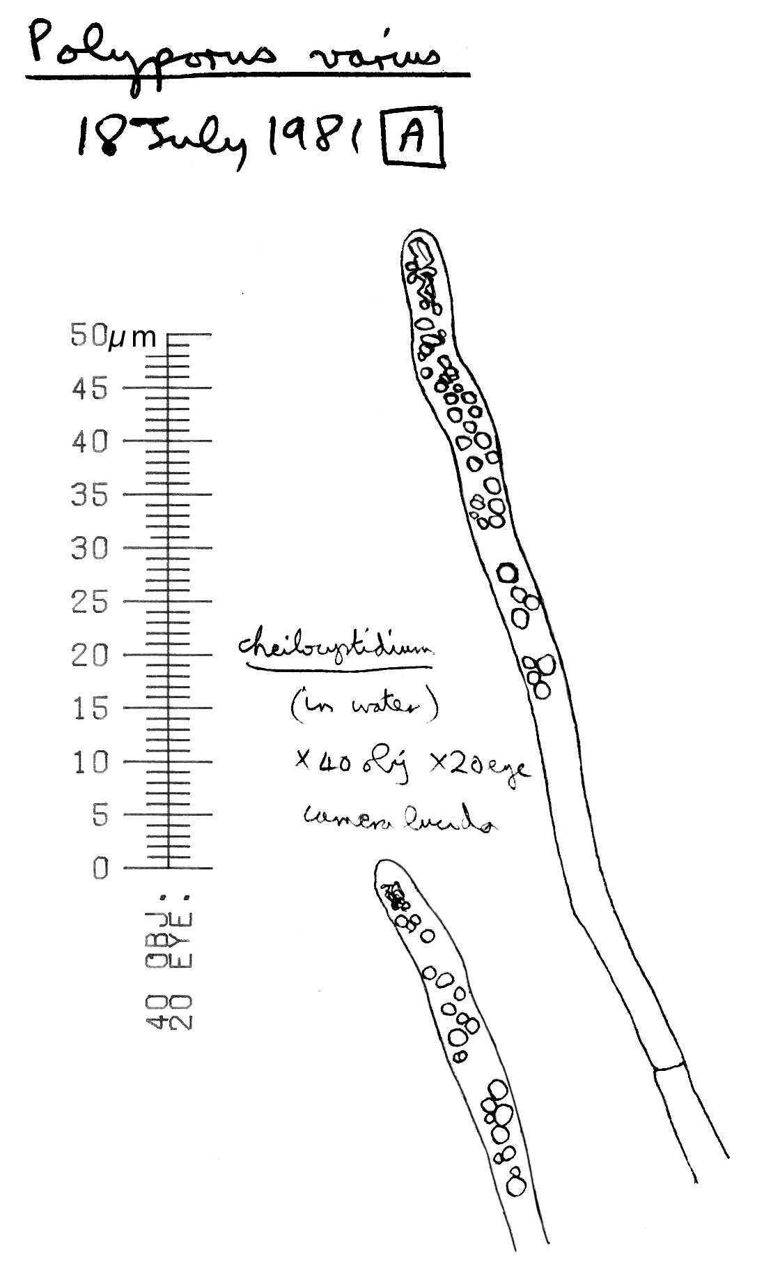 Imagem de Cerioporus leptocephalus (Jacq.) Zmitr. 2016