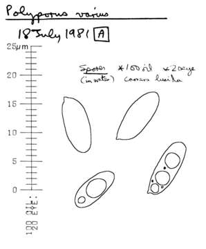 Image of Cerioporus leptocephalus (Jacq.) Zmitr. 2016