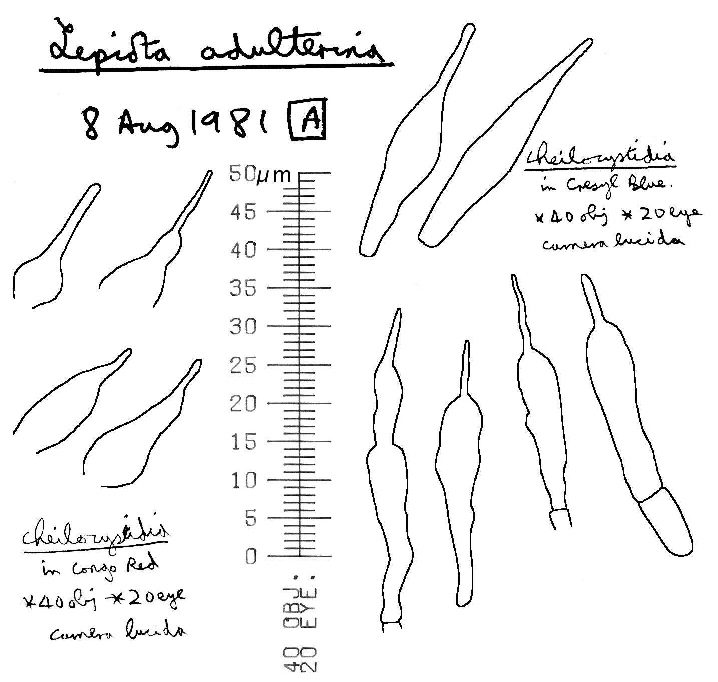 Image of Cystolepiota adulterina (F. H. Møller) Bon 1976