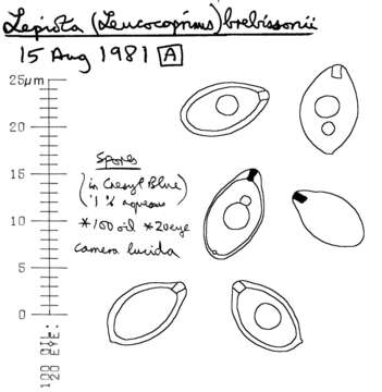 Image of Leucocoprinus brebissonii (Godey) Locq. 1943