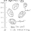 صورة Campanella caesia Romagn. 1981