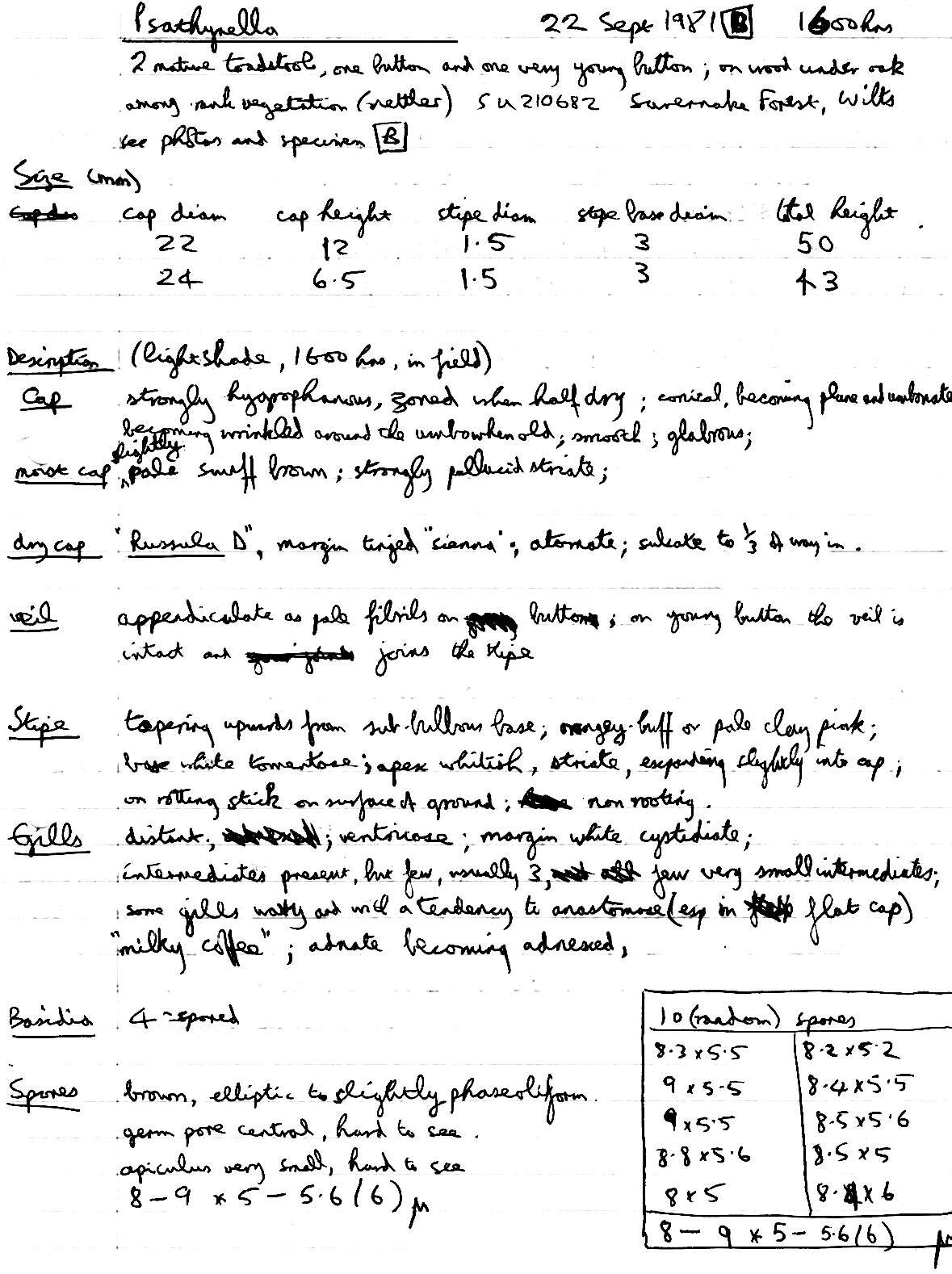 Image of Psathyrella fusca (J. E. Lange) A. Pearson 1952