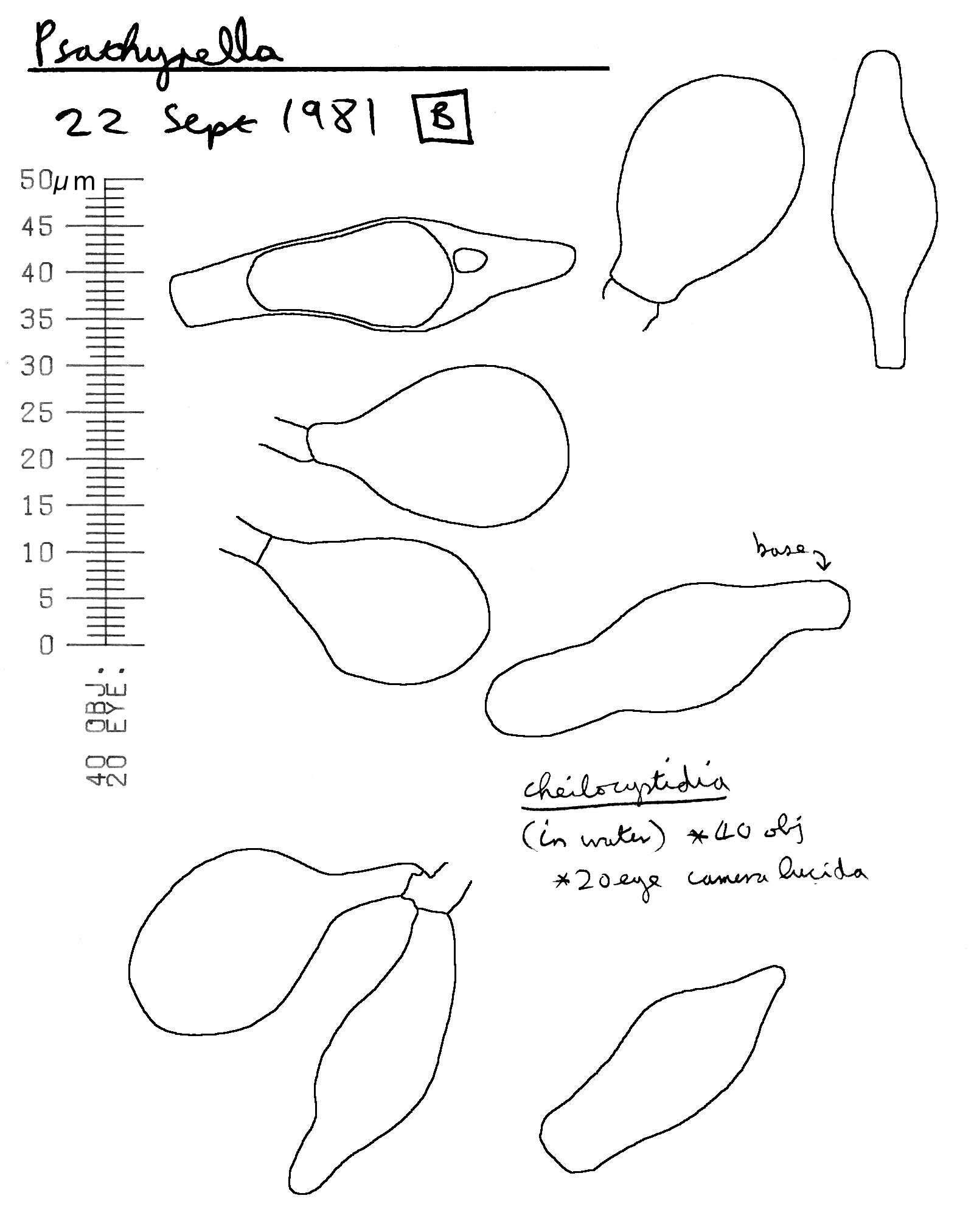 Image of Psathyrella fusca (J. E. Lange) A. Pearson 1952