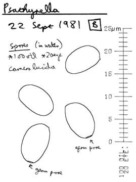 Psathyrella fusca (J. E. Lange) A. Pearson 1952的圖片