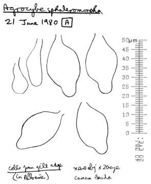 Agrocybe paludosa (J. E. Lange) Kühner & Romagn. ex Bon 1987 resmi