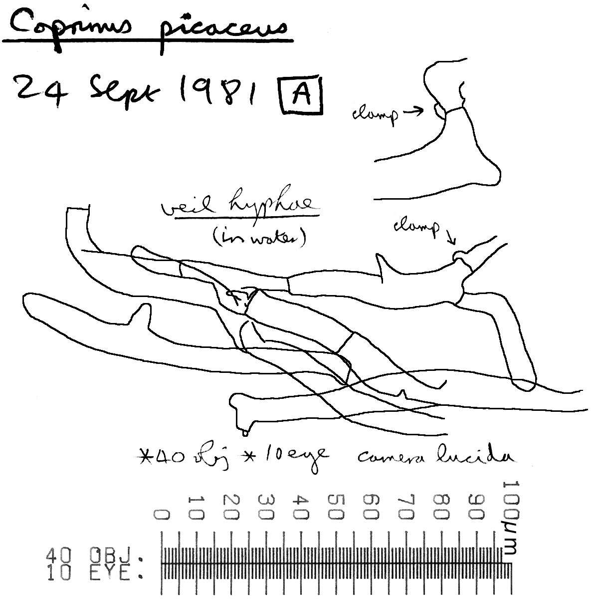 Image de Coprin pie