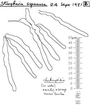 Image of Leratiomyces squamosus (Pers.) Bridge & Spooner 2008