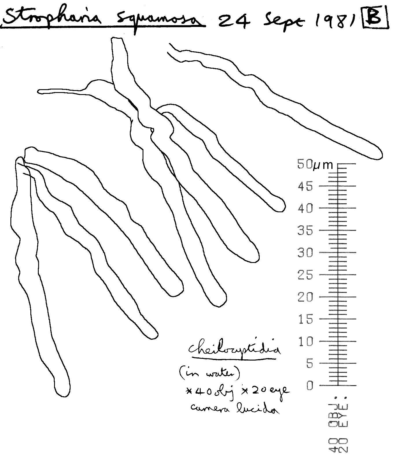 Image of Leratiomyces squamosus (Pers.) Bridge & Spooner 2008