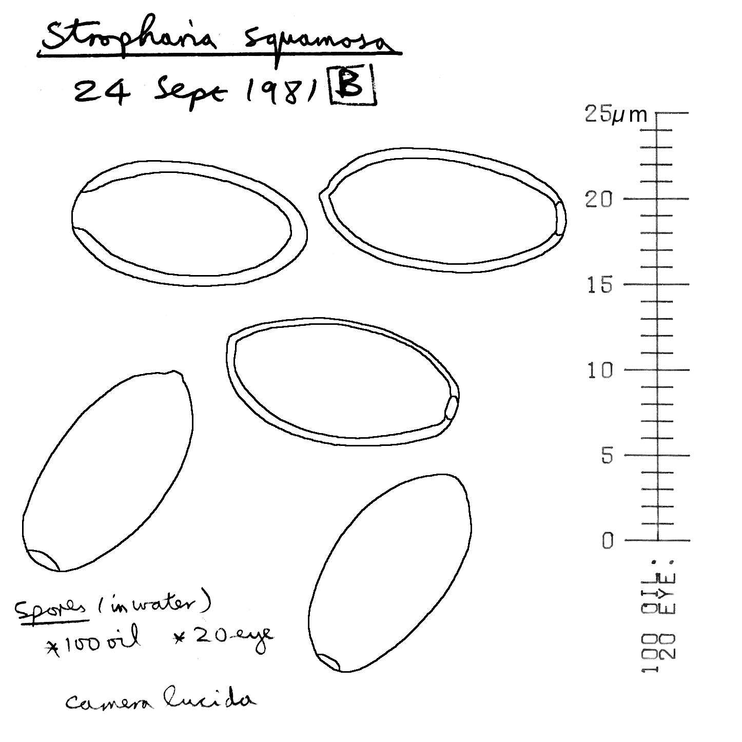 Image of Leratiomyces squamosus (Pers.) Bridge & Spooner 2008