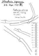 Image of Leratiomyces squamosus (Pers.) Bridge & Spooner 2008