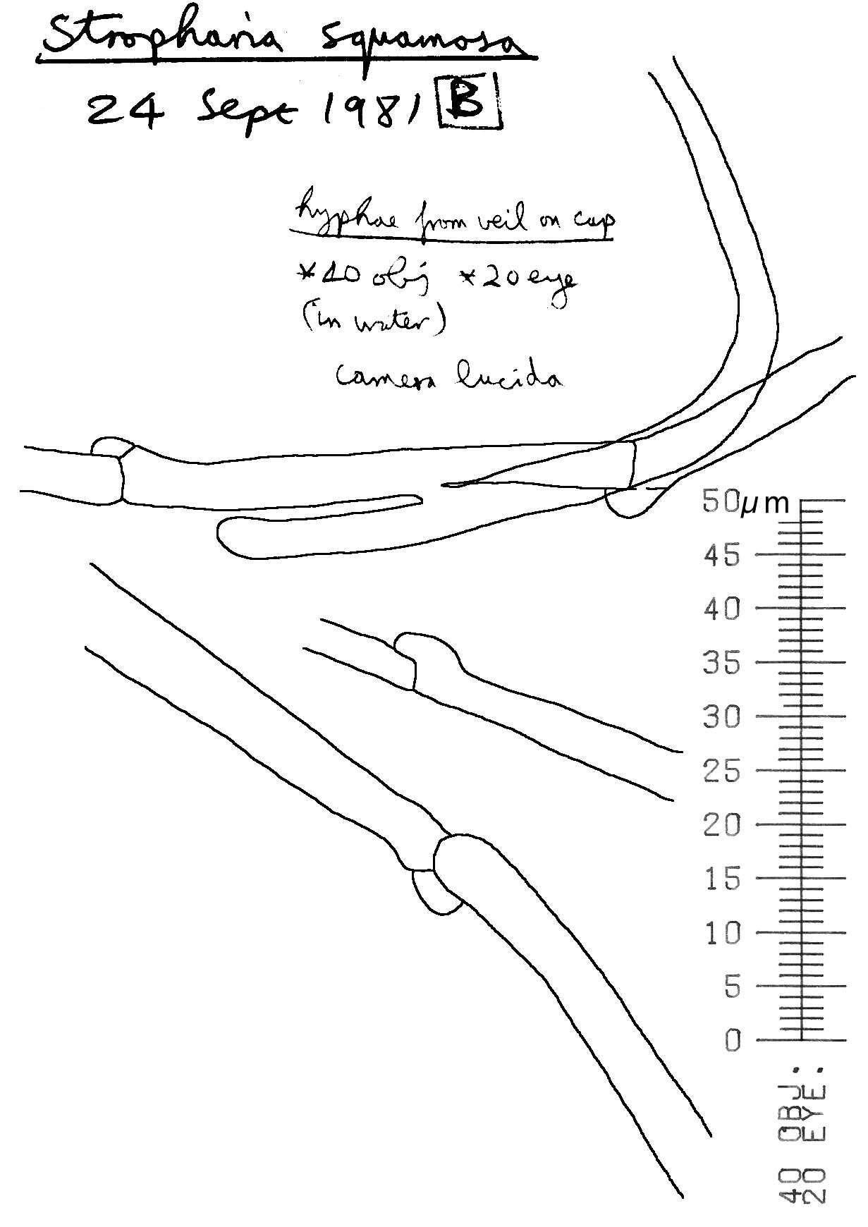 Image of Leratiomyces squamosus (Pers.) Bridge & Spooner 2008