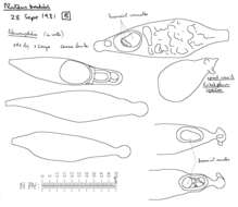 Image of Pluteus plautus (Weinm.) Gillet 1876