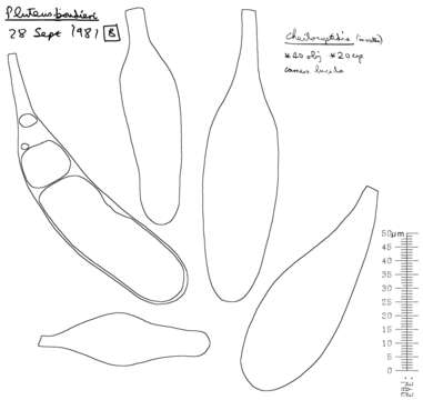 Image of Pluteus plautus (Weinm.) Gillet 1876