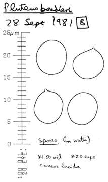 Image of Pluteus plautus (Weinm.) Gillet 1876