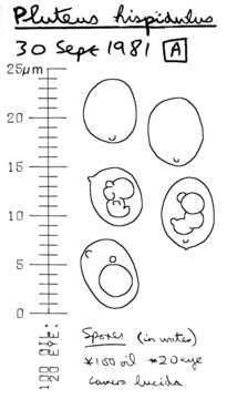 Image of Pluteus hispidulus (Fr.) Gillet 1876