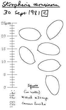 Image of Stropharia aeruginosa (Curtis) Quél. 1872