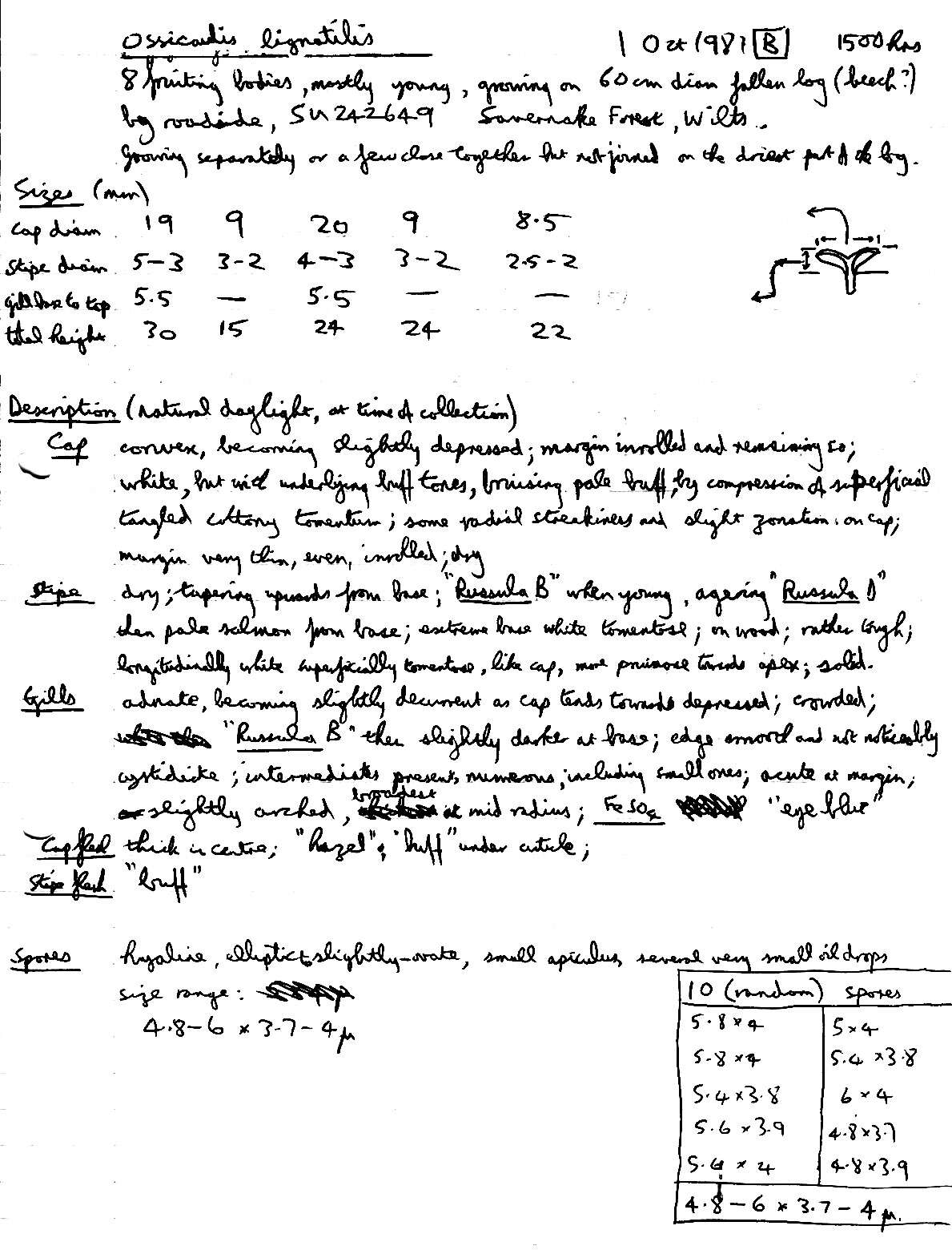 Image of Ossicaulis lignatilis (Pers.) Redhead & Ginns 1985