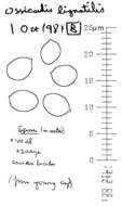 Ossicaulis lignatilis (Pers.) Redhead & Ginns 1985 resmi