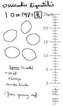 Ossicaulis lignatilis (Pers.) Redhead & Ginns 1985 resmi