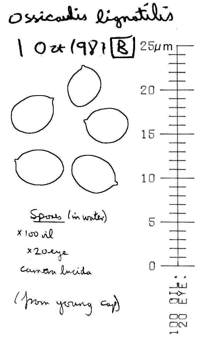 Image of Ossicaulis lignatilis (Pers.) Redhead & Ginns 1985