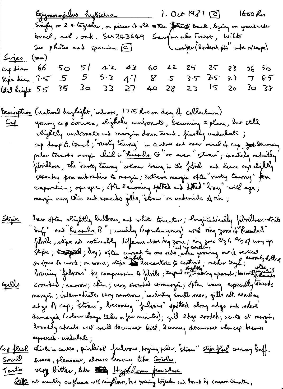 Image de Gymnopilus hybridus (Gillet) Maire 1933