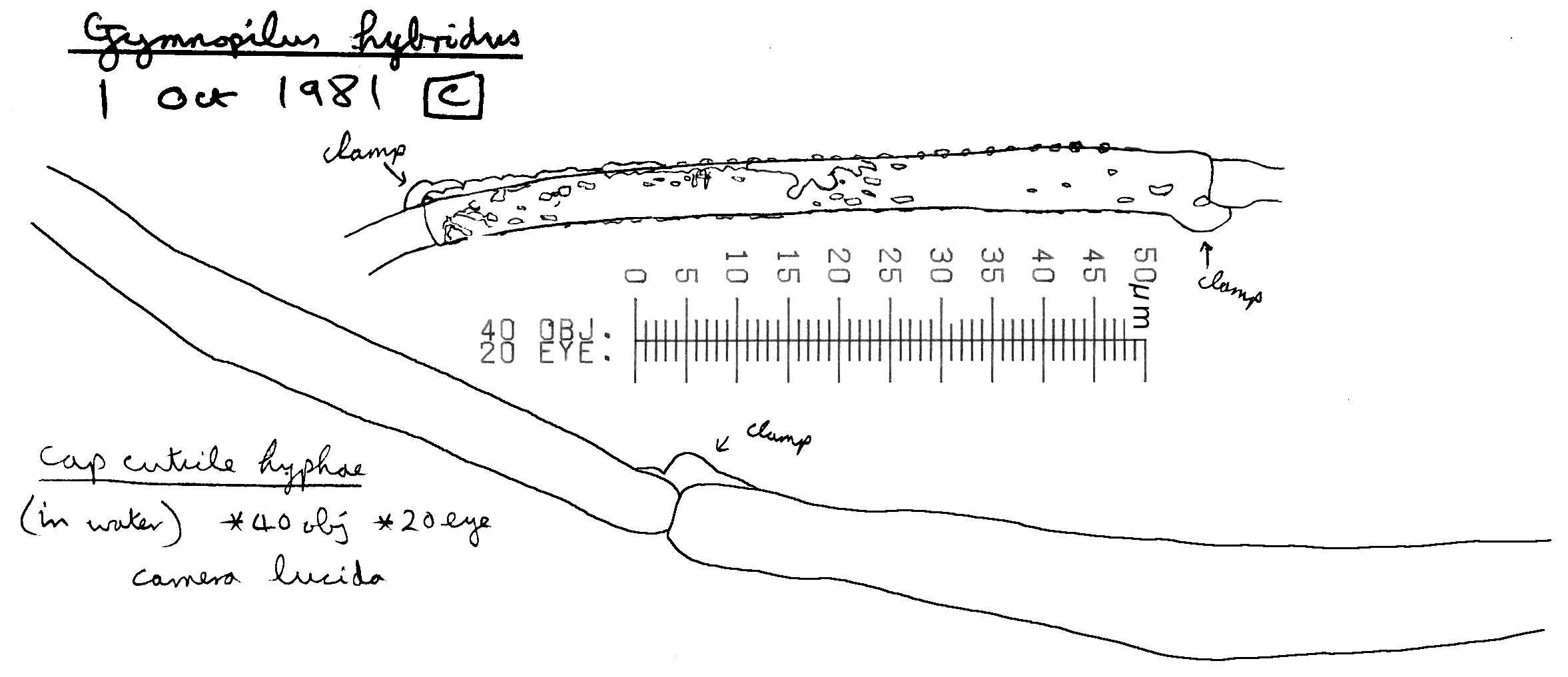 Image de Gymnopilus hybridus (Gillet) Maire 1933