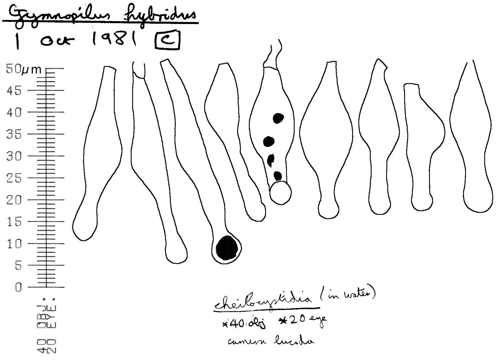 Image de Gymnopilus hybridus (Gillet) Maire 1933