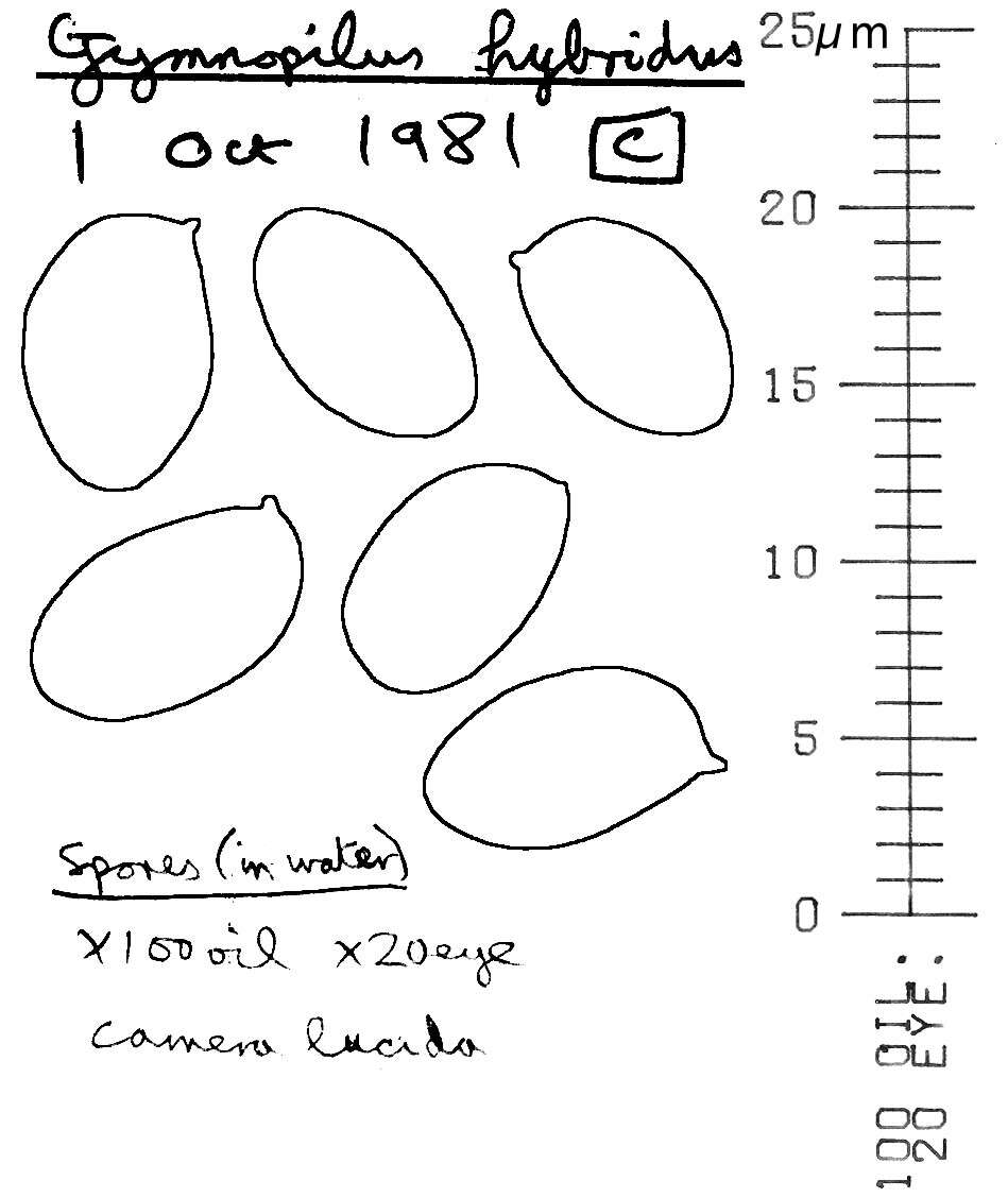 Image de Gymnopilus hybridus (Gillet) Maire 1933