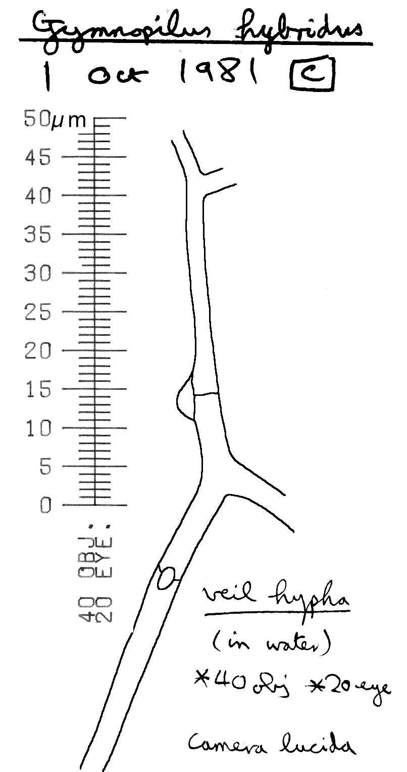 Image de Gymnopilus hybridus (Gillet) Maire 1933