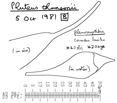 Image of Pluteus thomsonii (Berk. & Broome) Dennis 1948