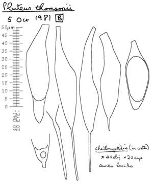 Image of Pluteus thomsonii (Berk. & Broome) Dennis 1948